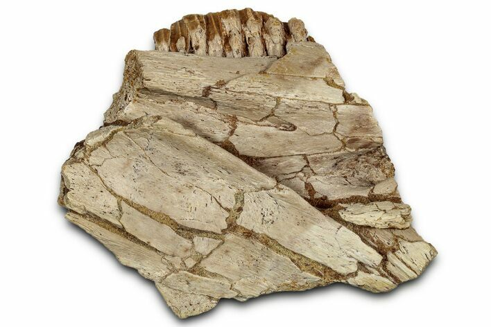 Hadrosaur (Edmontosaurus) Jaw Section with Teeth - Montana #353326